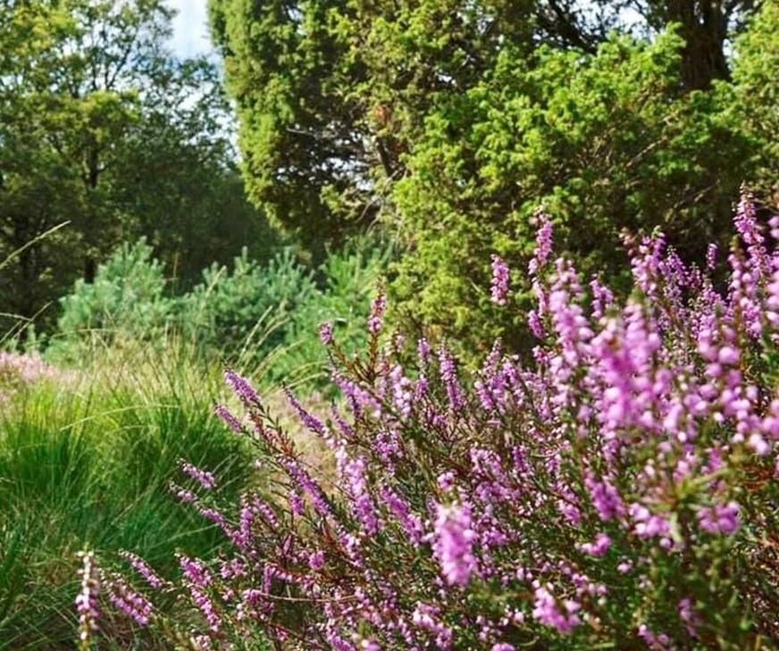 Schaapskooi 20 Lejlighed Dwingeloo Eksteriør billede